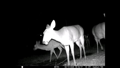 Deer Cam 02-14-2025 Valentine's Day