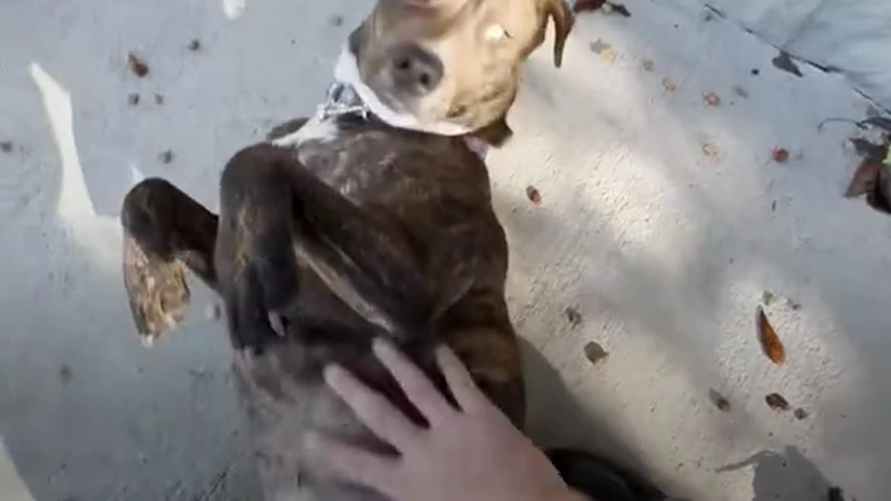 Dog rescued after she was stuck on a bridge for 12 hrs.