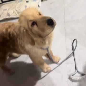 The Joy of Having a Dog