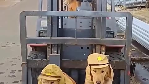 The cutest construction workers.hd