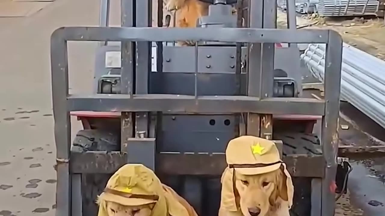 The cutest construction workers.hd