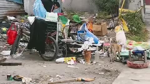 Homeless Dogs Philippines 🇵🇭