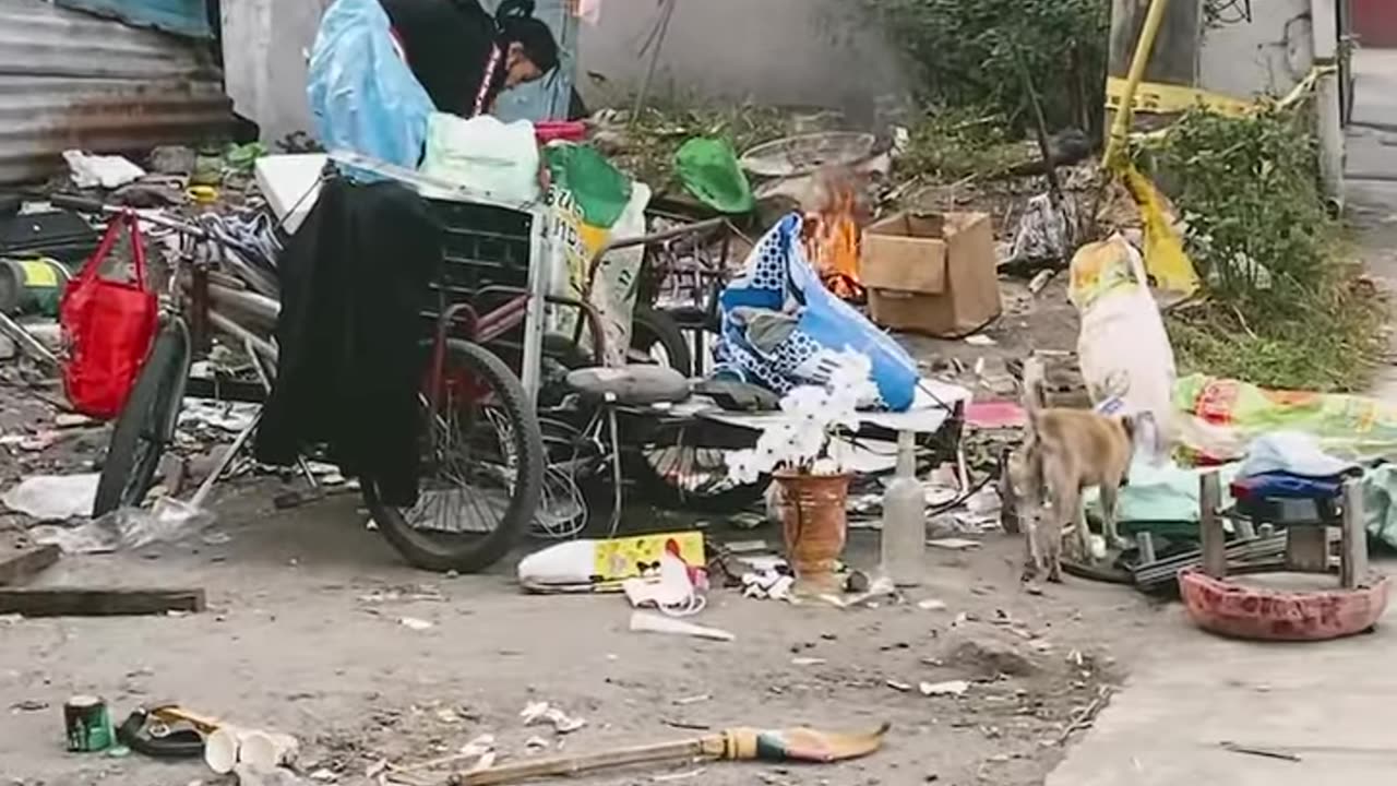 Homeless Dogs Philippines 🇵🇭