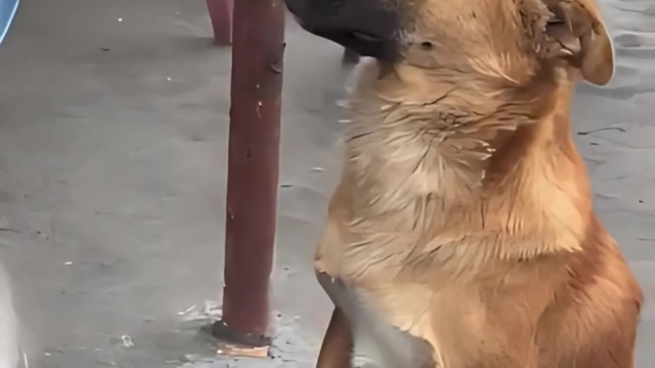 This stray dog just wants to be loved....