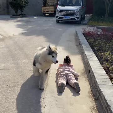 Energetic Dog Having Fun