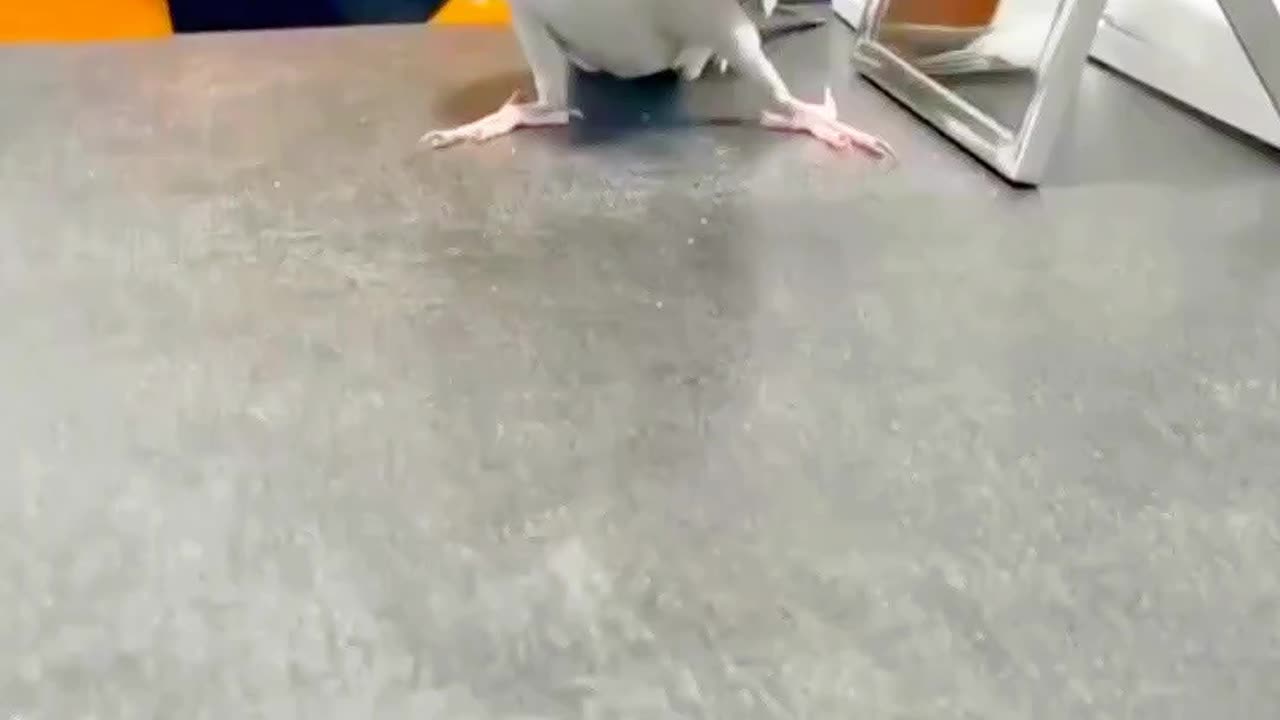 The parrot sang like...