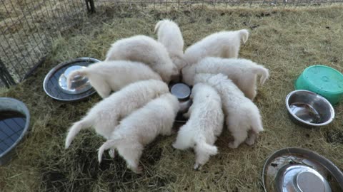 Italian Maremma Sheepdog Puppies