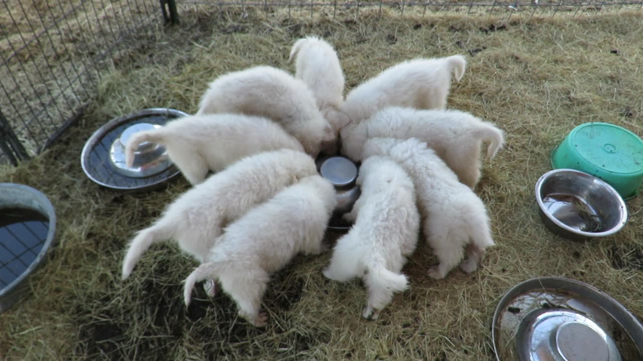 Italian Maremma Sheepdog Puppies