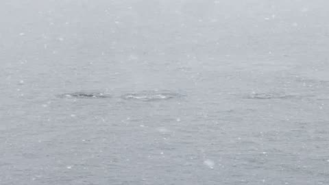 Whales in Antarctica