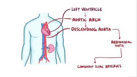 Cortisol