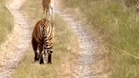 Tiger attacks deer