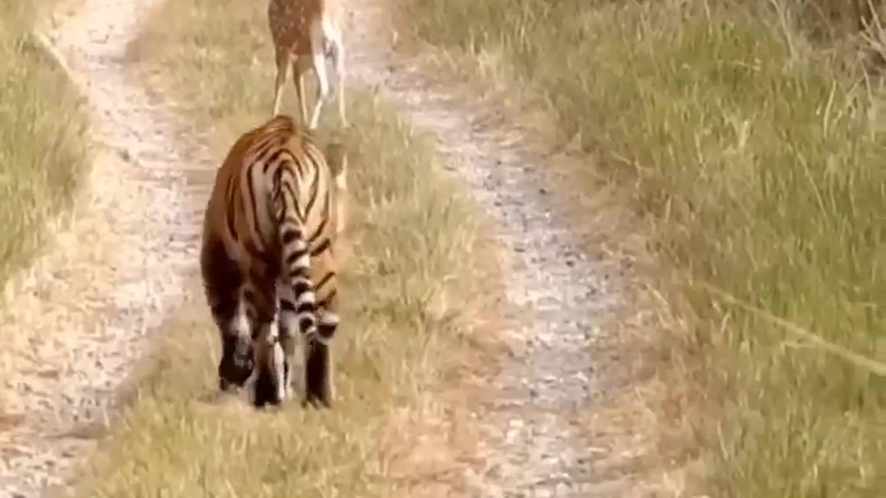 Tiger attacks deer