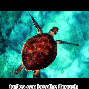 Mind-Blowing Facts You Won’t Believe! 🤯🔥 | Top 5 Amazing Facts #shorts #facts #funny #funnknowledge