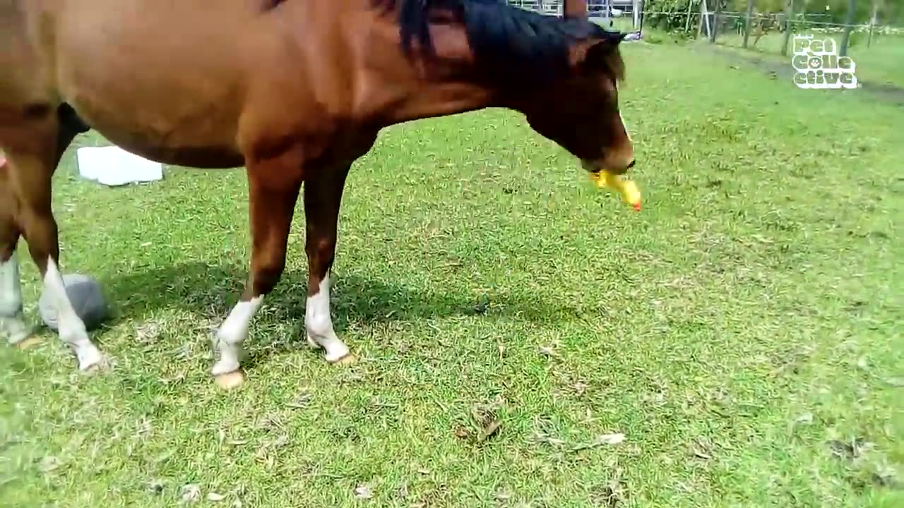 Animals are cute