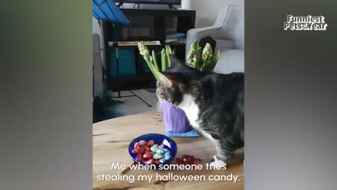 1 hour funny video
