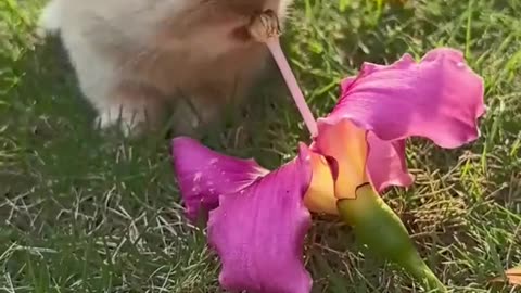 The little cute rabbit,Bunny rural cute pet