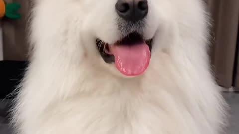 "A snowy white dog with outstanding skills"