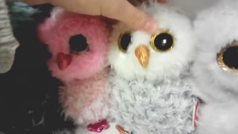 Beanie Boo Owl Collection