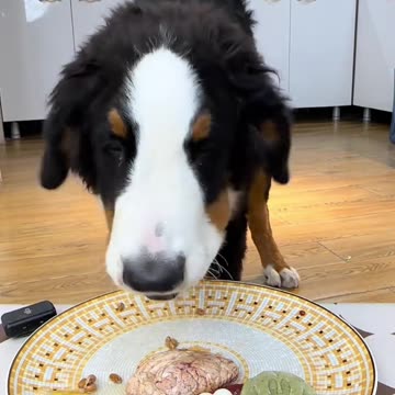 Ultimate Satisfaction: Watch a Dog Enjoy Life to the Fullest