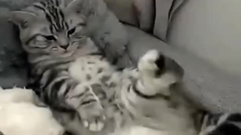 the bast funny cat/ try not 🤣🤣 laugh