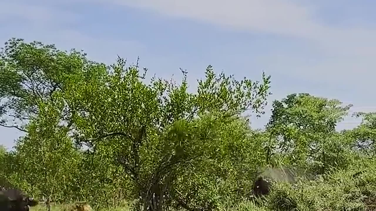 Herd of Buffaloes Tramples Old Male Lion in Epic Battle 😢