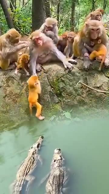 The confusing behavior of animals All animals are created equal Wonderful animals