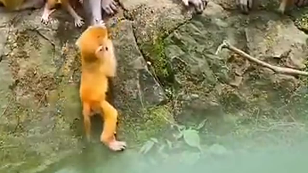 The confusing behavior of animals All animals are created equal Wonderful animals