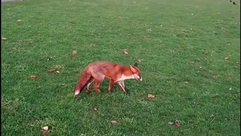 Heads Up Foxy