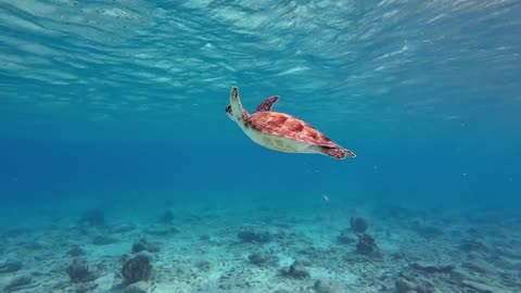 Beautiful turtle in the clear sea