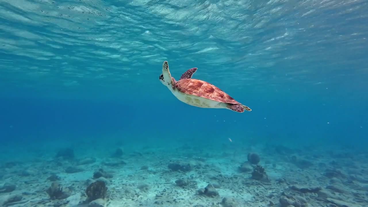 Beautiful turtle in the clear sea