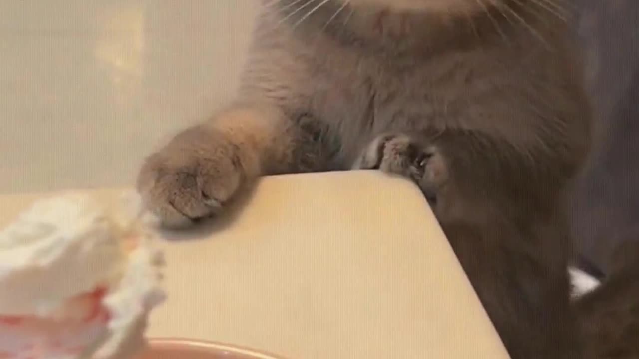 Cat: Mom, feed me quickly