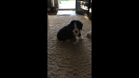 Benson the Bernese Mountain Dog being a puppy