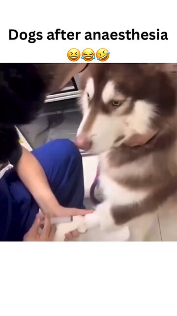 Recovery in Comfort: Watch how dogs bounce back after anesthesia, with love and care every step