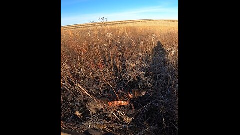 Bobwhite!