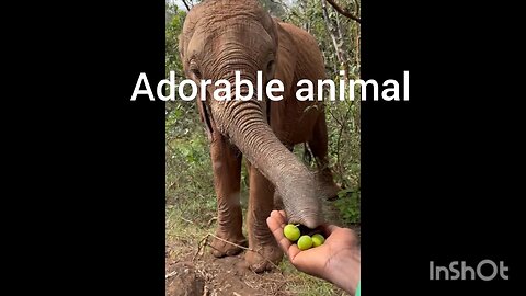 ADORABLE ANIMAL#FUNNY ANIMALS#VIRAL VIDEO