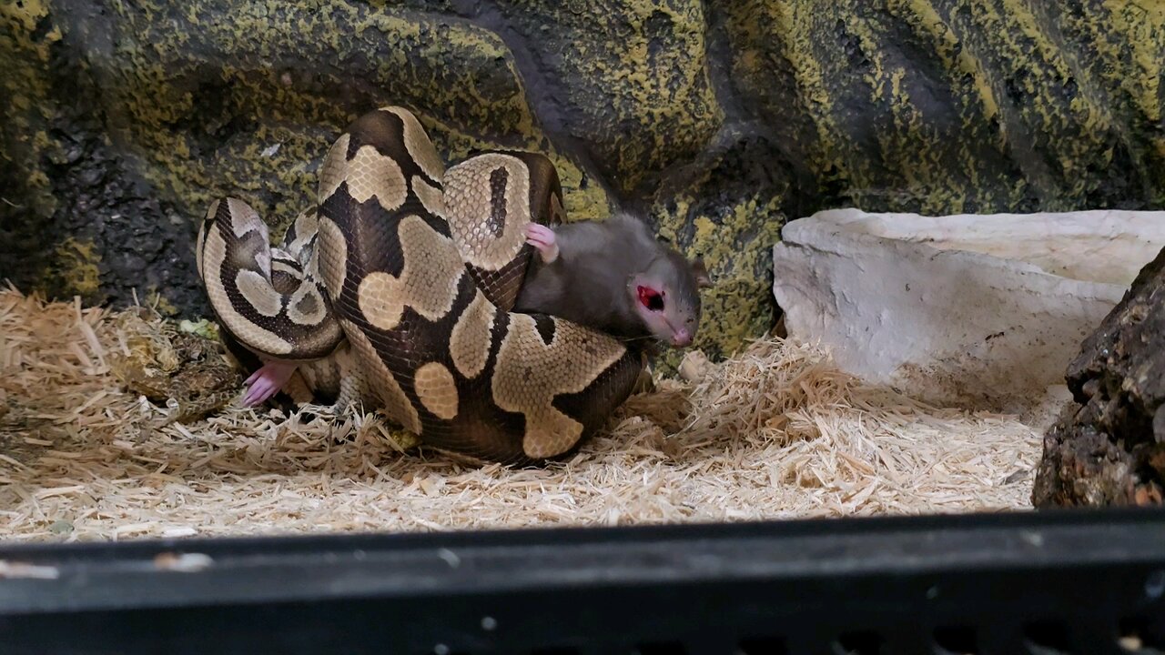 Ball Python Displays Pure Power