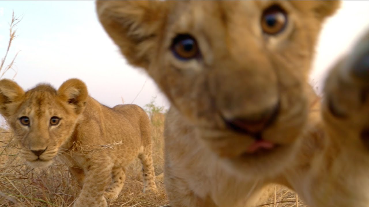 Lion Cubs Play With Spy Cam