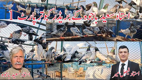 Ustad Saeed Bajwa Pigeons Part 1 Watch In HD Urdu/Hindi