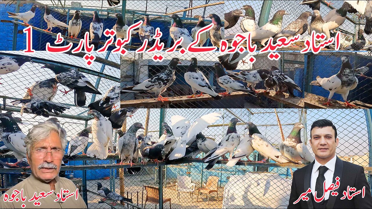 Ustad Saeed Bajwa Pigeons Part 1 Watch In HD Urdu/Hindi