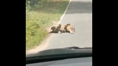 Saved baby deer from big snake 🐍