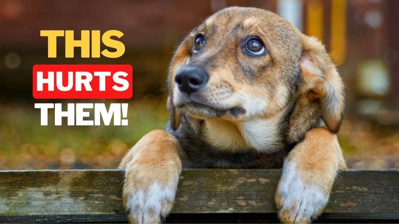 9 Everyday Things That HURT Your Dog's Feelings