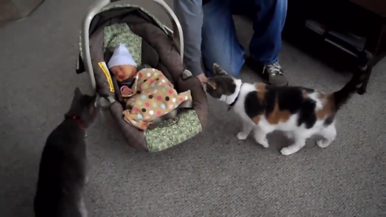 Cats meet babies for the first time