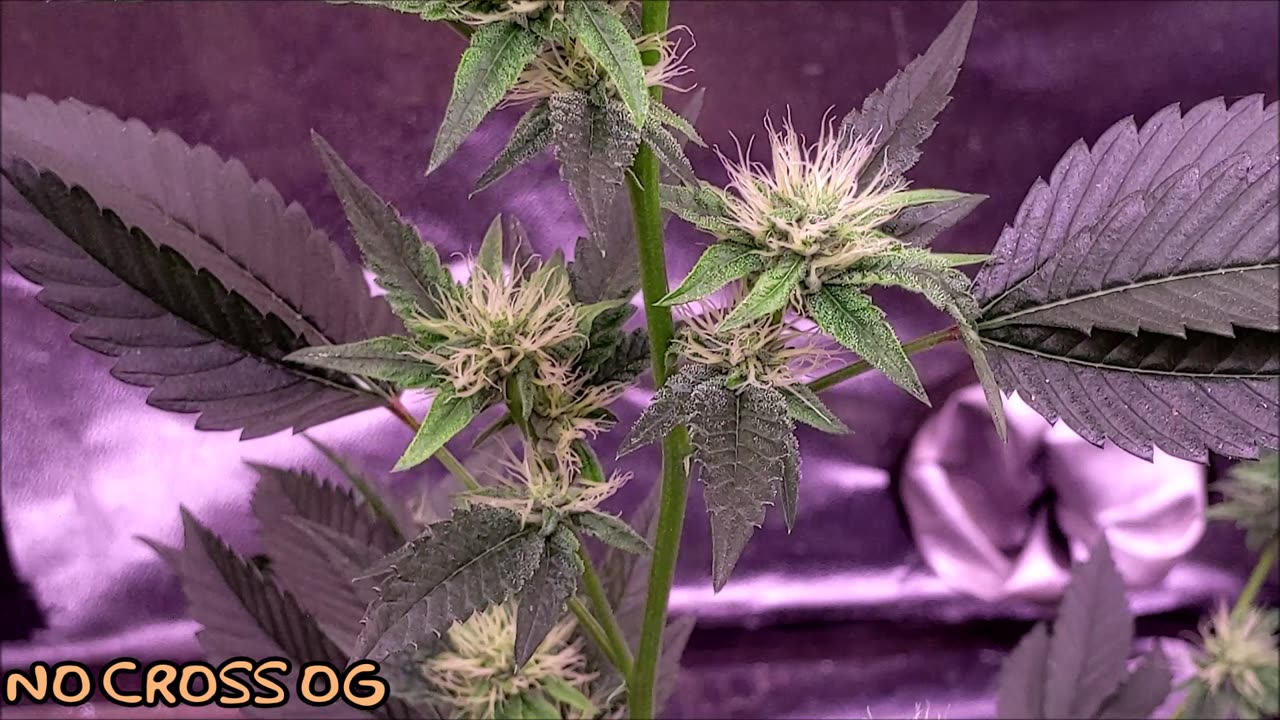 OG KUSH [NO CROSS OG / El Chapo OG] [CLONE ONLY]