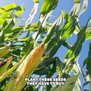 US Bullies Mexico Into GMO Corn