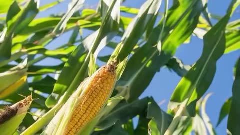 US Bullies Mexico Into GMO Corn