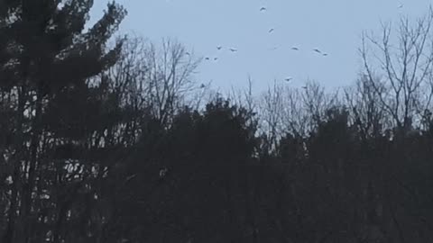 The birds the birds