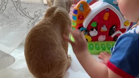 Baby and Cat playing Cat loves the baby