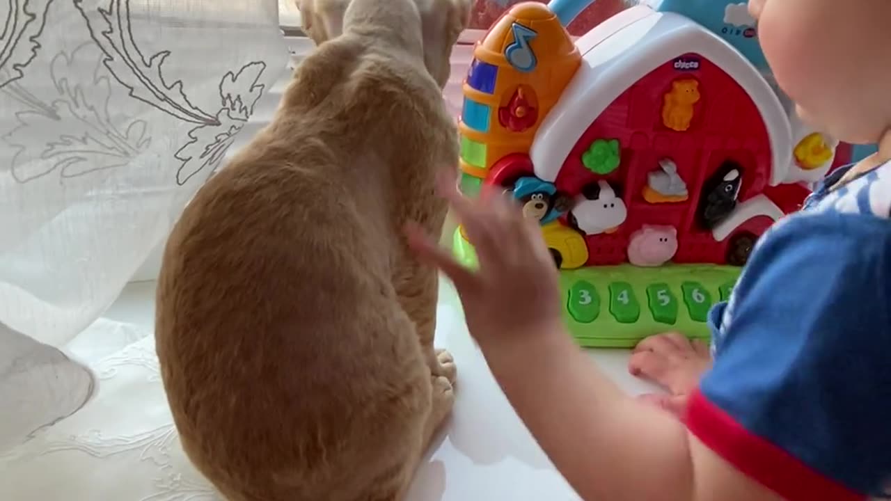 Baby and Cat playing Cat loves the baby