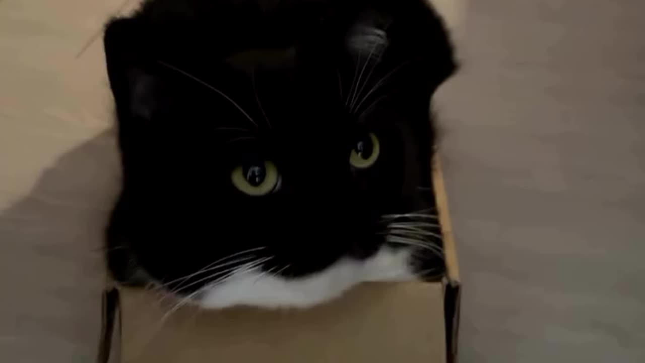 Cat Halloween Video