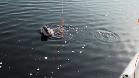 Hunting Gators with Pigman